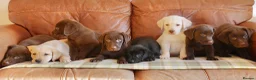 Labrador Retriever dogs for sale: Beautiful Health Tested Labrador Puppies - Advert 1