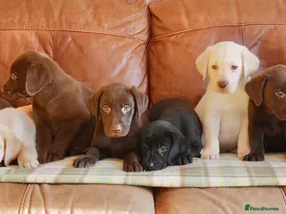 Labrador Retriever dogs for sale: Beautiful Health Tested Labrador Puppies - Advert 1