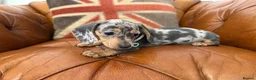 Miniature Dachshund dogs for sale: Miniature Dachshund Dapple Puppies 🐶 5🌟licensed  - Advert 5