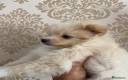 Pomeranian dogs for sale: Beautiful Russian bloodline Pomeranian puppies - Image 18