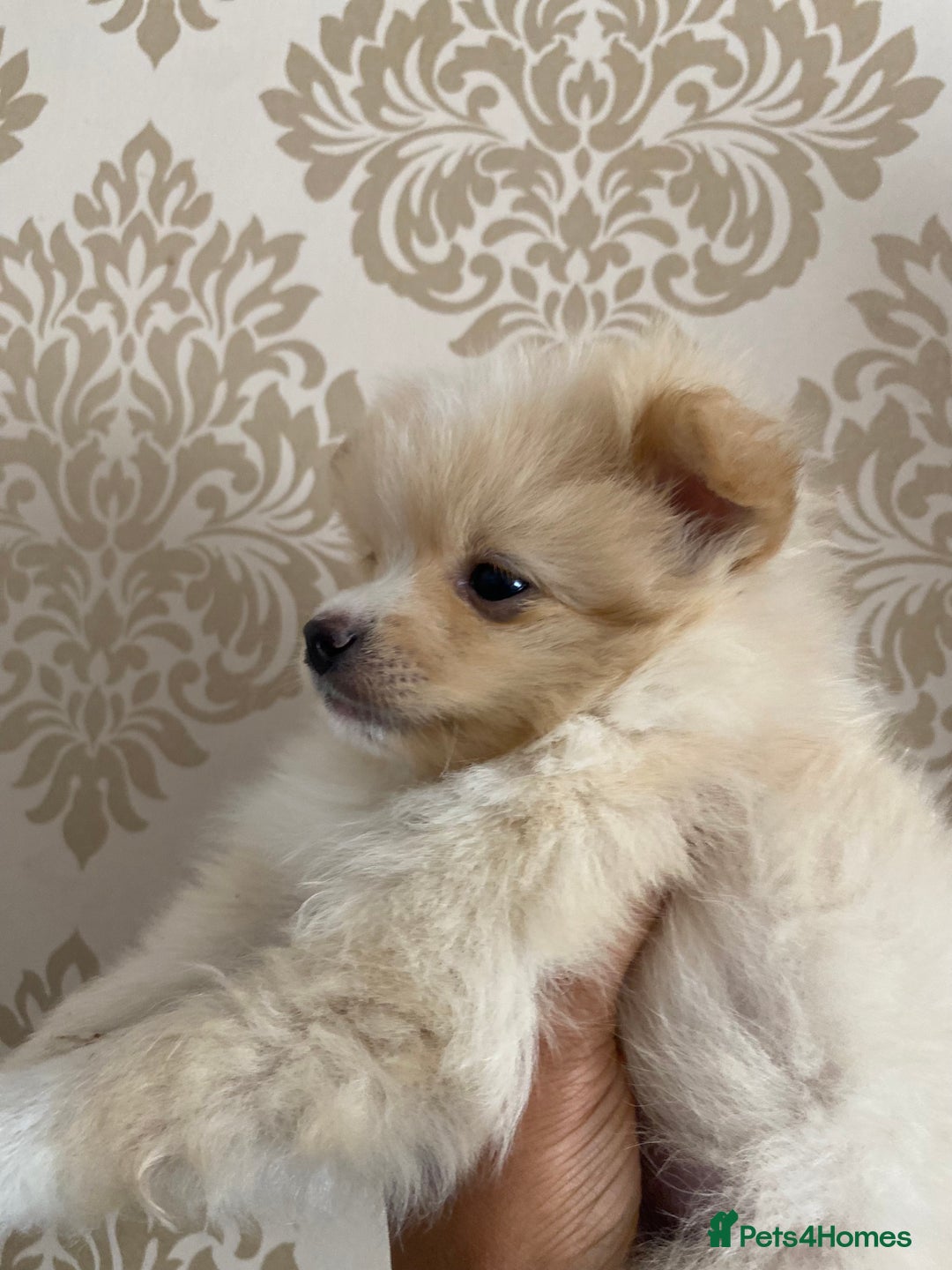Pomeranian dogs for sale: Beautiful Russian bloodline Pomeranian puppies - Image 18