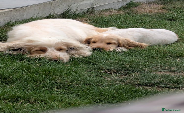 Cocker Spaniel dogs - Advert 1