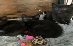 Russian Blue cats for sale: Beautiful Russian Blue x kittens READY NOW - Image 4