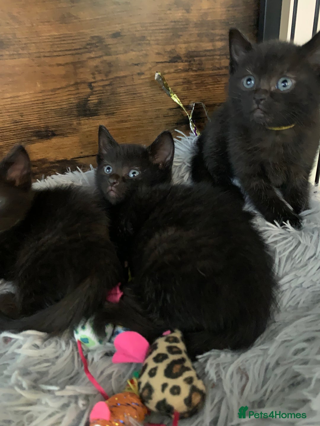 Russian Blue cats for sale: Beautiful Russian Blue x kittens READY NOW - Image 4