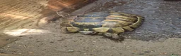 Tortoise reptiles for sale: 2 Spur-Thighed Tortoises - Advert 2
