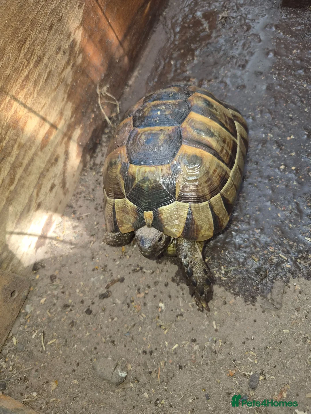 Tortoise reptiles for sale: 2 Spur-Thighed Tortoises - Advert 2