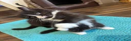 Mixed Breed cats for sale: Half ragdoll kittens! - Advert 13