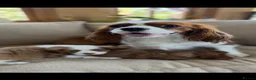 Cavalier King Charles Spaniel dogs for sale: E ** te**  Health Tested Bleinham/Ruby Cavaliers  in Romford - Advert 2