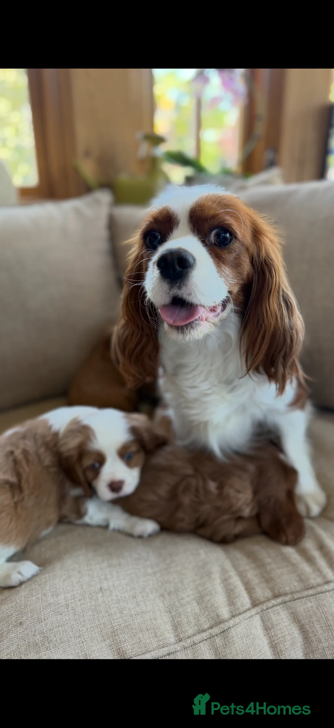 Cavalier King Charles Spaniel dogs for sale: E ** te**  Health Tested Bleinham/Ruby Cavaliers  in Romford - Advert 2