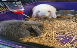 Mini Lop rabbits for sale: 3 x Mini lop baby bunnies/rabbits - Image 2