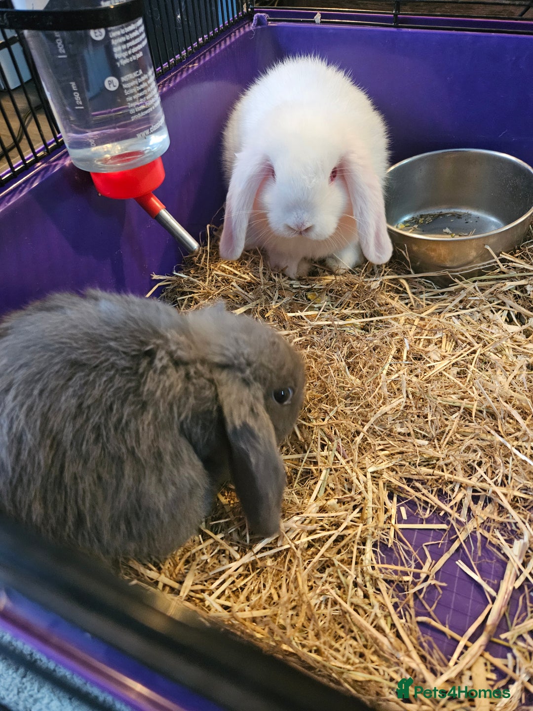 Mini Lop rabbits for sale: 3 x Mini lop baby bunnies/rabbits - Image 2