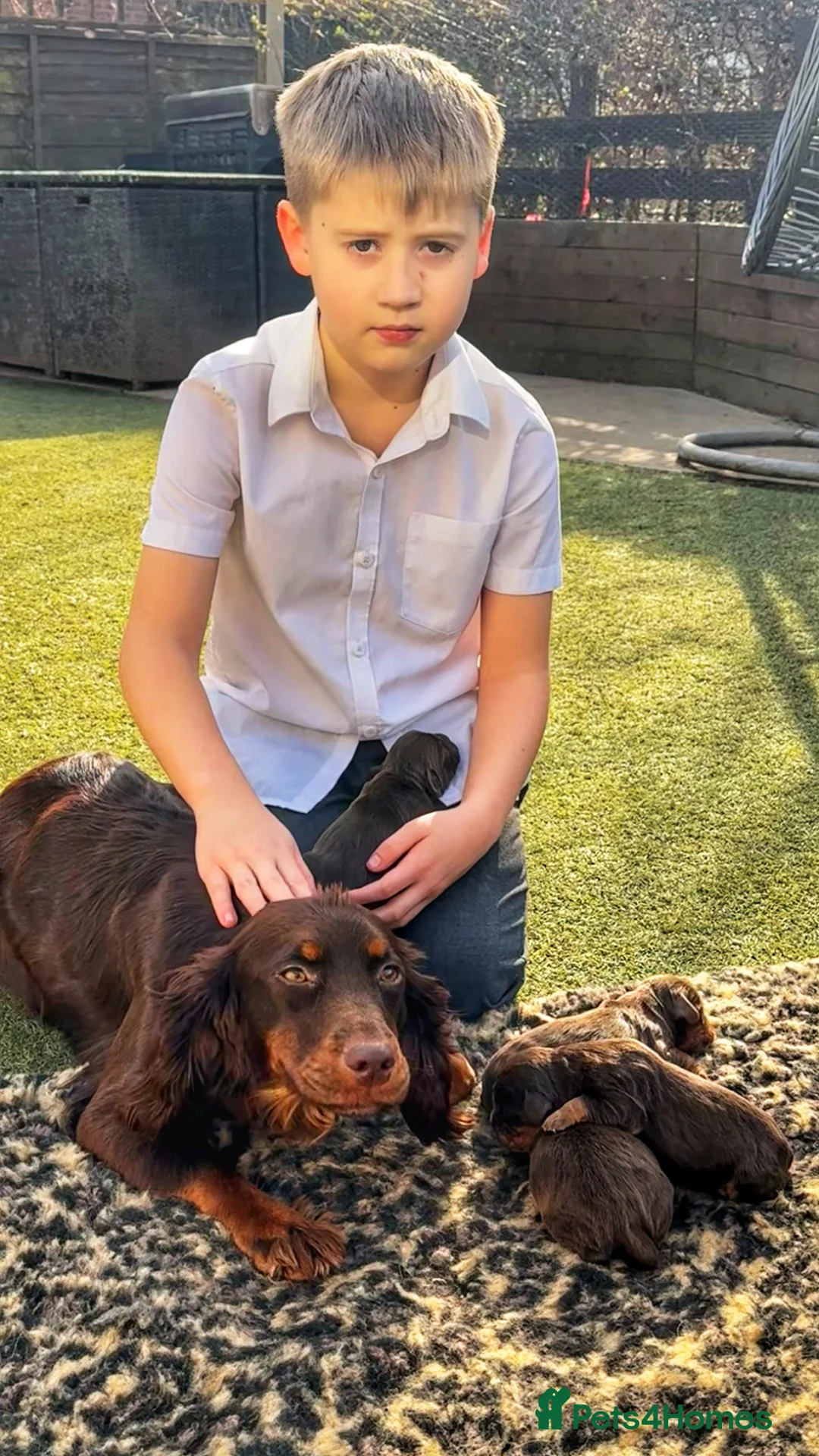 Cocker Spaniel dogs for sale: Stunning Working Cocker Spaniel Puppies.  - Advert 10