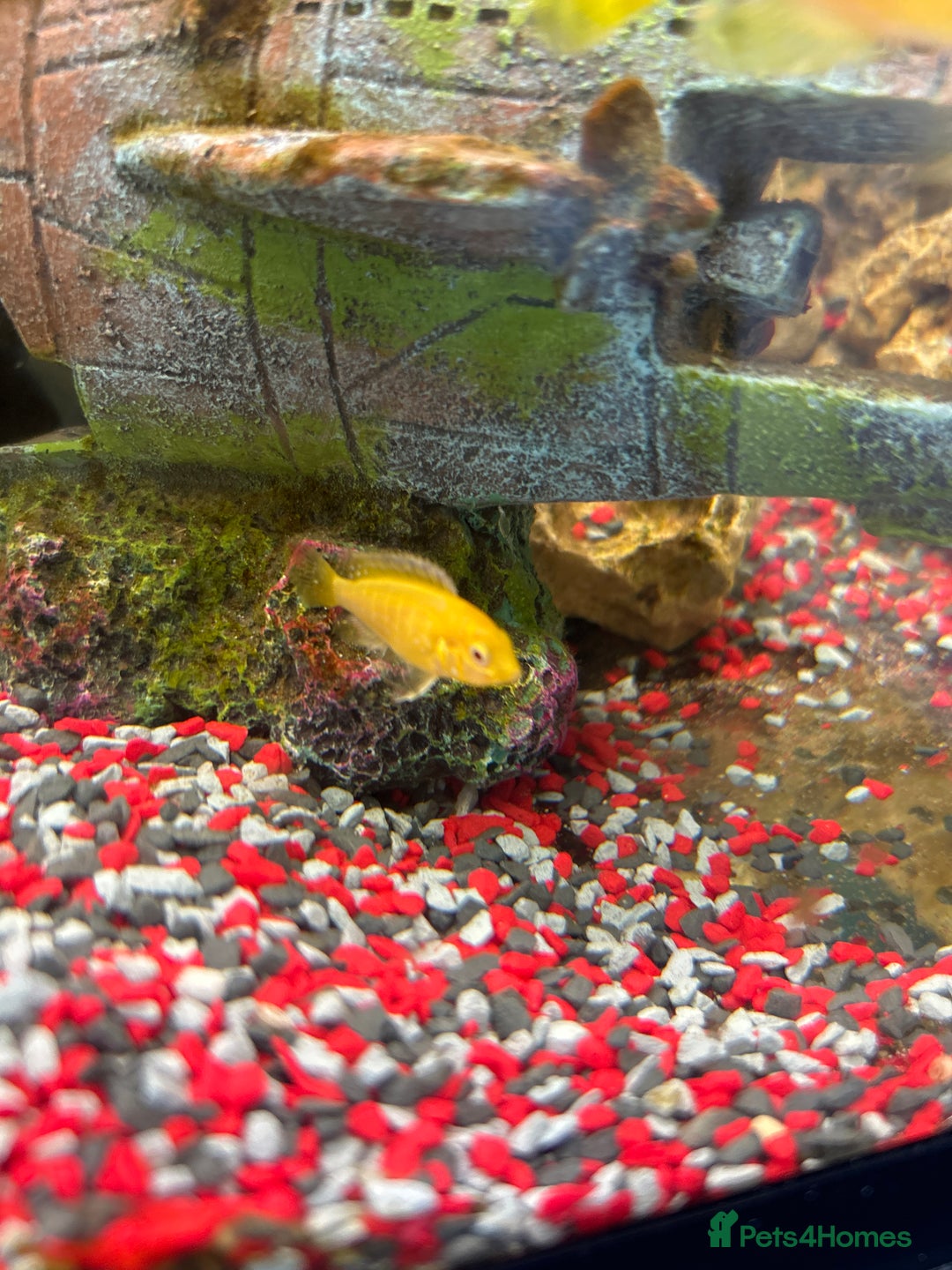 Cichlids fish for sale: Malawi cichlids - Image 4