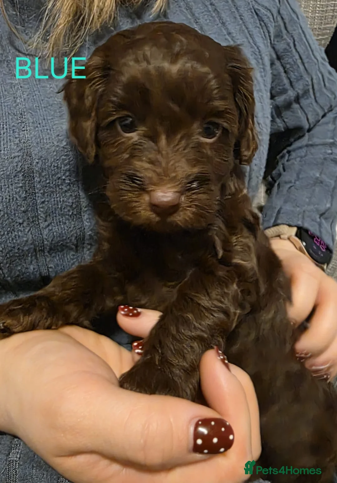 Cockapoo dogs for sale: Cockapoo Puppies  - Advert 22