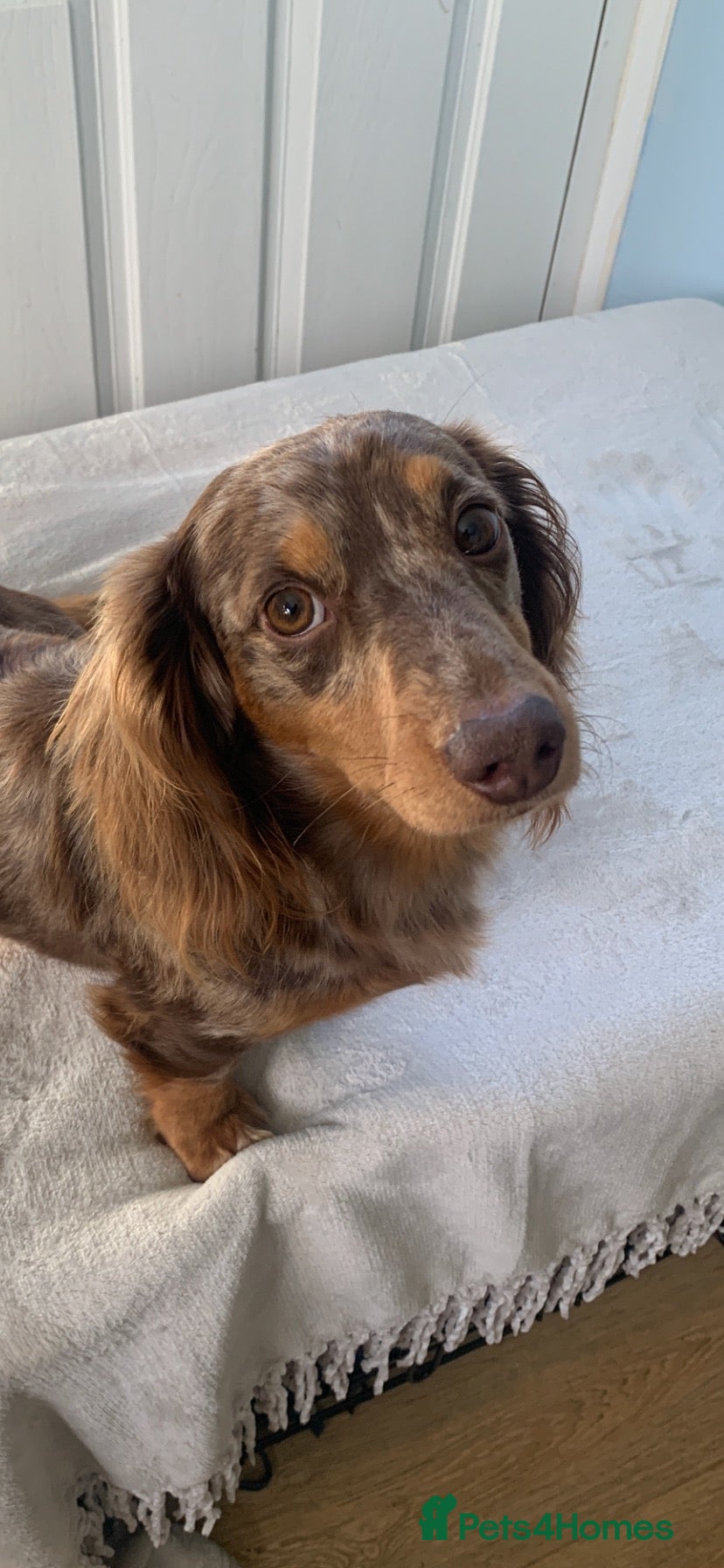 Dachshund dogs PROVEN STUD K.C reg long hair dapple dachshund  - Advert 15