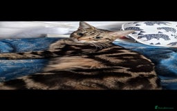 Bengal cats for sale: Very cute Mixed bengal kittens (4 males) - Image 9