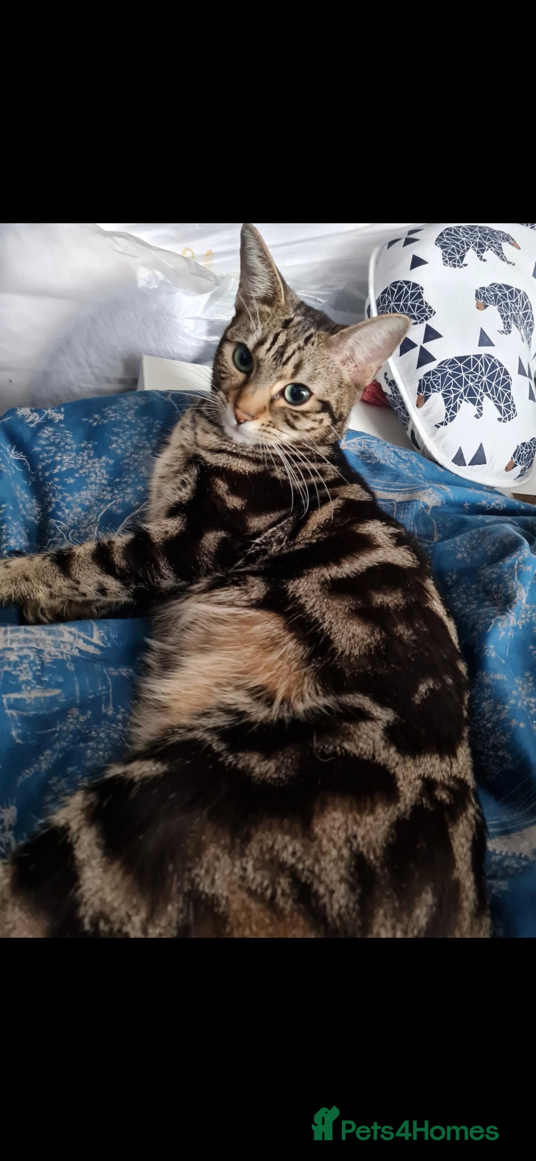 Bengal cats for sale: Very cute Mixed bengal kittens (4 males) - Image 9