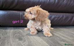 Cockapoo dogs for sale: Adorable cockapoo pups ready to go 🐶 - Image 10