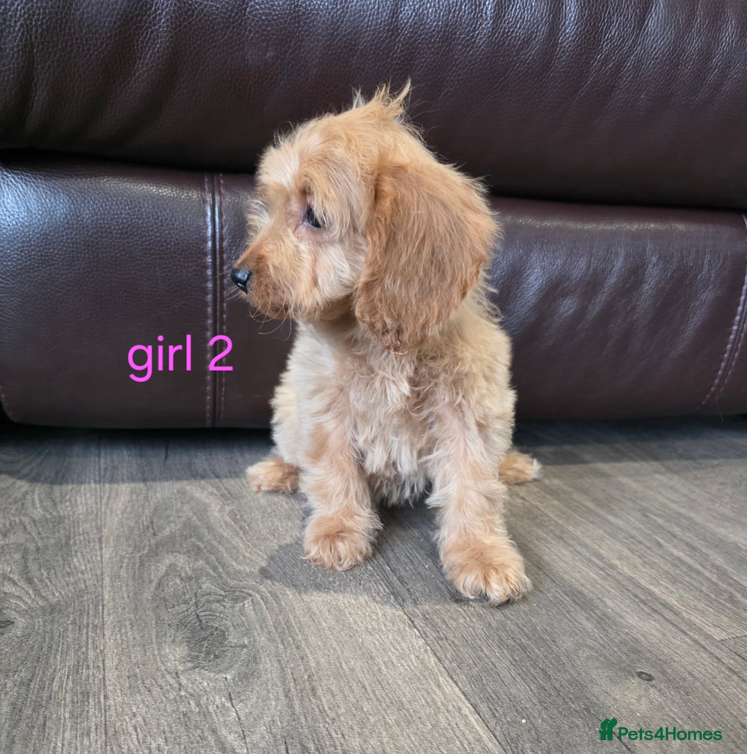 Cockapoo dogs for sale: Adorable cockapoo pups ready to go 🐶 - Image 10