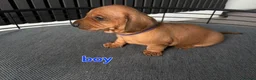 Miniature Dachshund dogs for sale: BEAUTIFUL MINIATURE DACHSHUND  - Advert 6