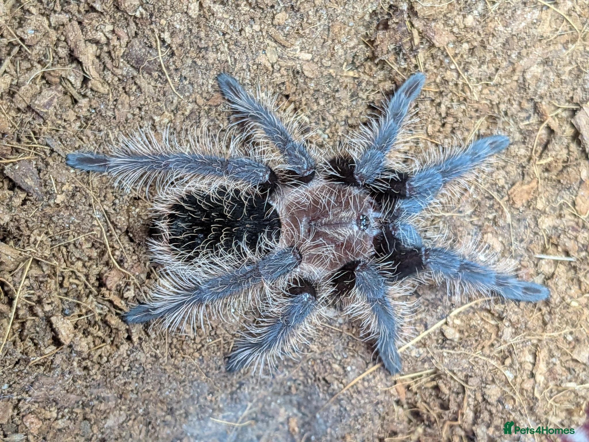 Tarantulas invertebrates Various Tarantulas (read description)  - Advert 1