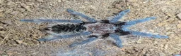 Tarantulas invertebrates for sale: Various Tarantulas (read description)  - Advert 4
