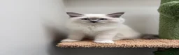 Ragdoll cats for sale: Last 2 STUNNING Ragdoll Kittens Remaining 😍 - Advert 20