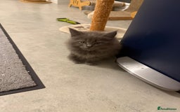 Maine Coon cats for sale: Beautiful Mainecoon kittens - Image 8