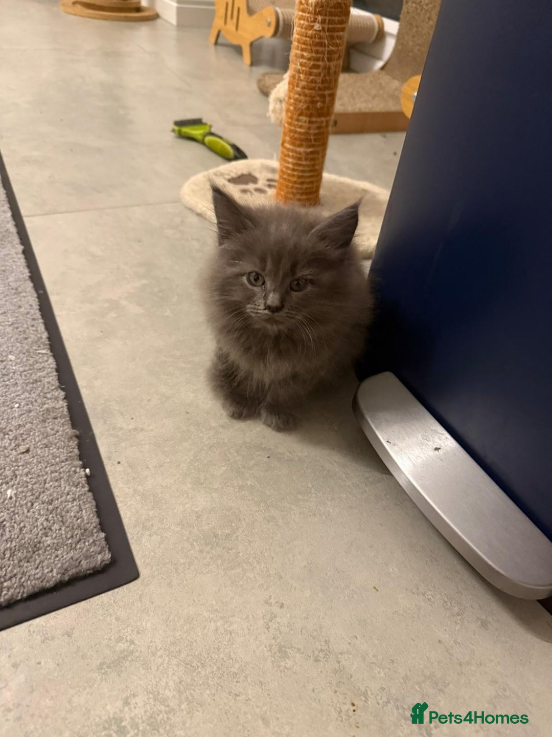 Maine Coon cats for sale: Beautiful Mainecoon kittens - Image 8