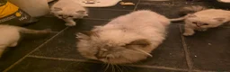Persian cats for sale: Persain chinchilla  colourpoint kittens for sale  - Advert 16