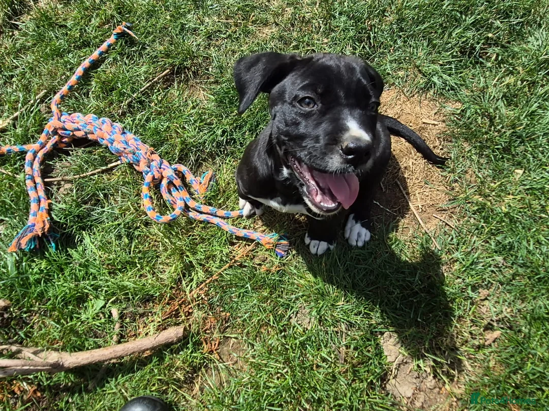 Mixed Breed dogs for sale: Cane corso x American bulldog  - Advert 2