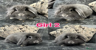 Mini Lion Lop rabbits - Advert 12