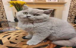 British Shorthair cats for sale: 🏅TOP Quality GCCF Reg British Shorthair Kittens🏆 - Image 9