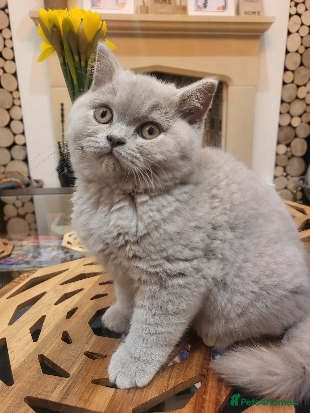 British Shorthair cats for sale: 🏅TOP Quality GCCF Reg British Shorthair Kittens🏆 - Image 9