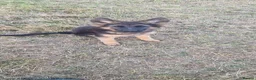 German Shepherd dogs for sale: German Shepherd pups - Advert 6