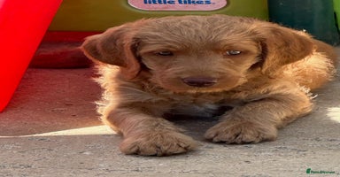 Labradoodle dogs - Advert 4