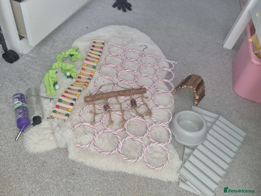 Rat rodents for sale: X2 dumbo rats with cage  in Bristol - Advert 5