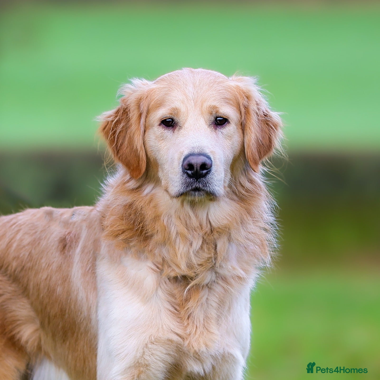 Golden Retriever dogs Foxy Fox - Advert 2