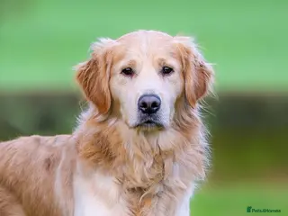 Golden Retriever dogs Foxy Fox - Advert 2