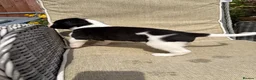 Lurcher dogs for sale: Fabulous lurcher pups  - Advert 20