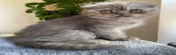 Scottish Fold cats for sale: Scottish folds  - Advert 14
