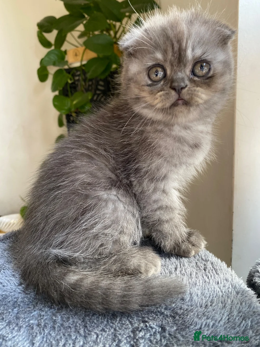 Scottish Fold cats for sale: Scottish folds  - Advert 14