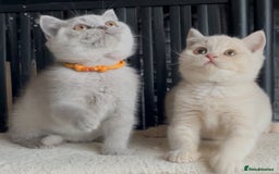 British Shorthair cats for sale: Beautiful BSH kittens  - Image 5