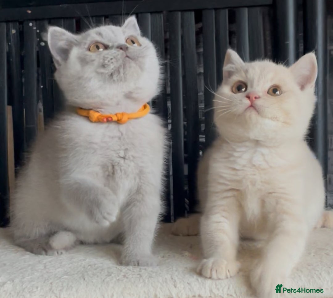 British Shorthair cats for sale: Beautiful BSH kittens  - Image 5