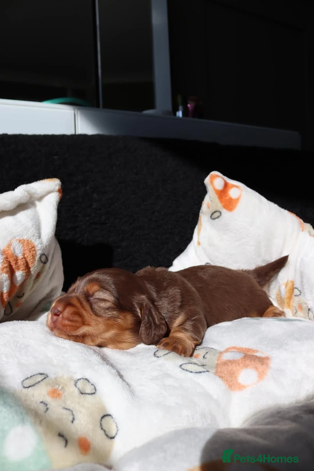 Miniature Dachshund dogs for stud: Long-haired miniature Dachshund in Hitchin - Advert 27