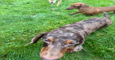 Miniature Dachshund dogs Pickle: The Dog They Left to Die - Advert 10