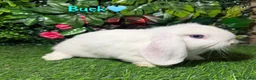 Mini Lop rabbits for sale: Pure breed mini lops bucks  - Advert 4