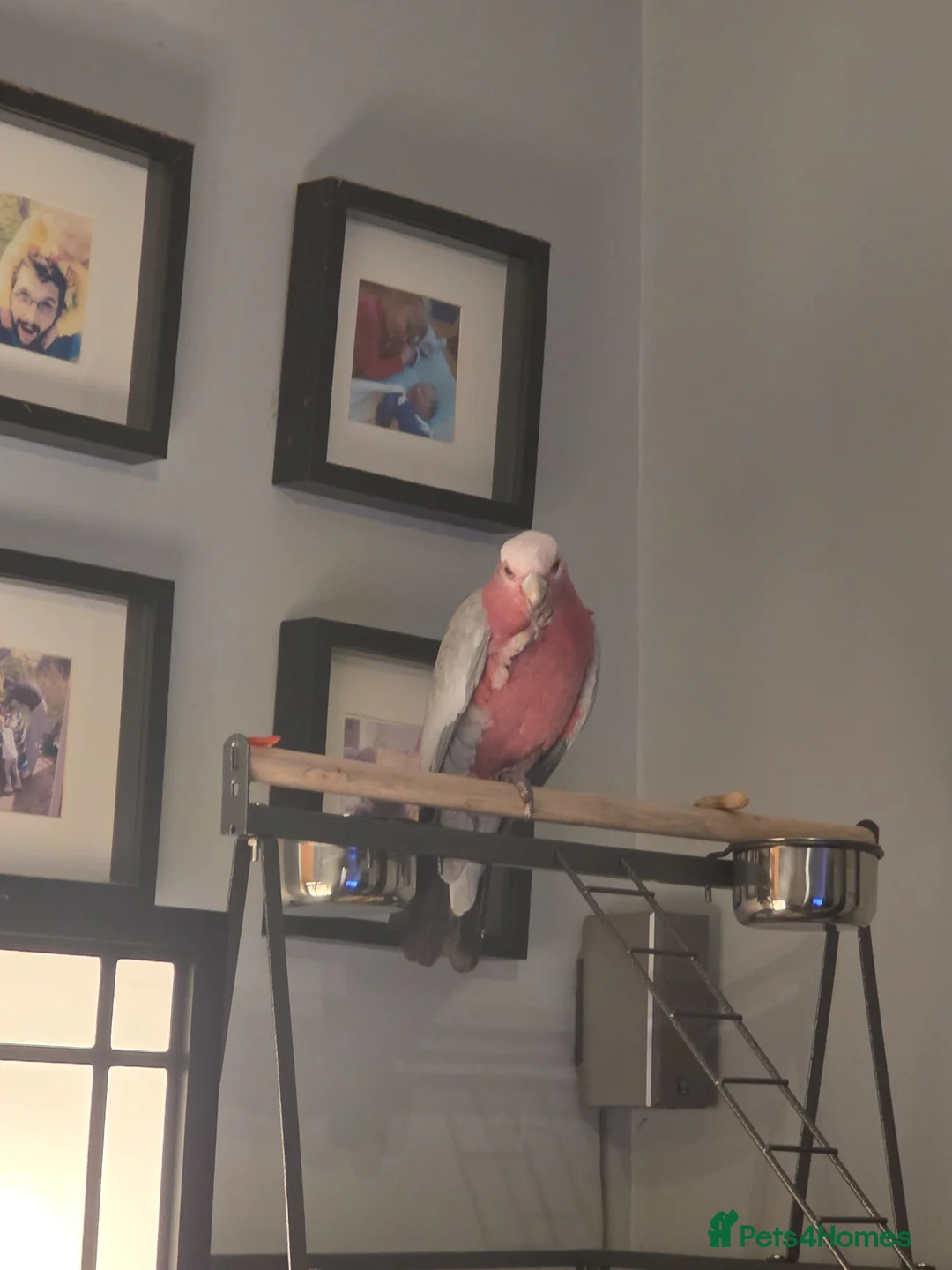 Parrots birds for sale: Galah parrot in Sunderland - Advert 1