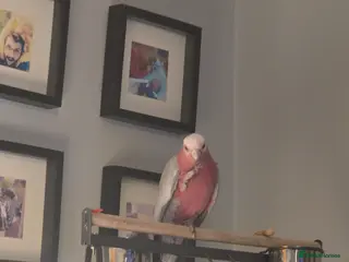 Parrots birds Galah parrot - Advert 5