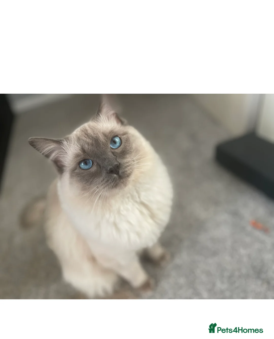 Ragdoll cats for stud: Purebred Blue Point Ragdoll STUD in Batley - Advert 2